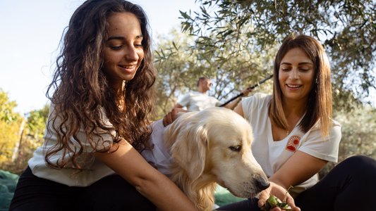 Rio, notre chien bien-aimé et mascotte extraordinaire ! - lucangeli.co